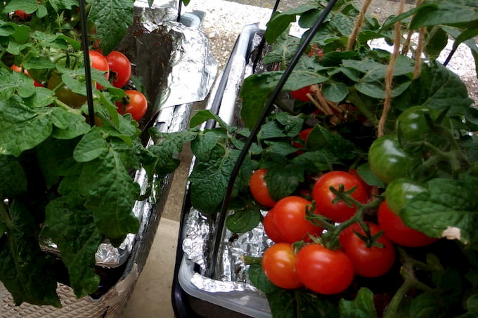 ベランダ水耕栽培で矮性ミニトマト・レジナを育ててみました | ゆめトマト
