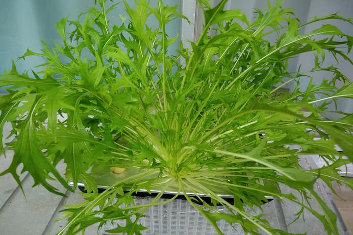 浅型水耕栽培容器によるサラダ水菜の栽培