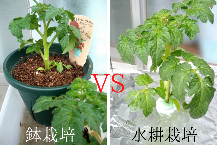 ドワーフトマトプリティーベルを鉢栽培と水耕栽培で比べてみました ２０２０年春の栽培 ゆめトマト