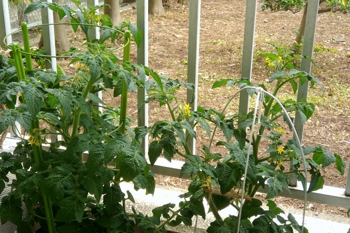 ドワーフトマトプリティーベルの画像。鉢栽培も水耕栽培もどちらも元気に育っている
