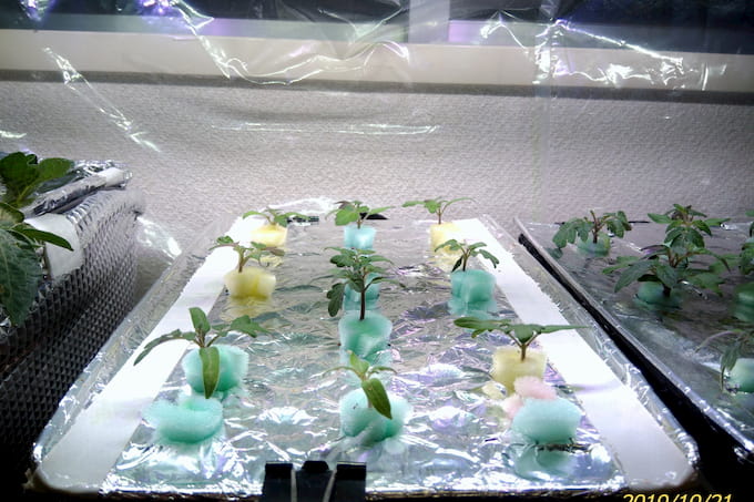 室内でドワーフトマトプリティーベルF２苗を育苗
