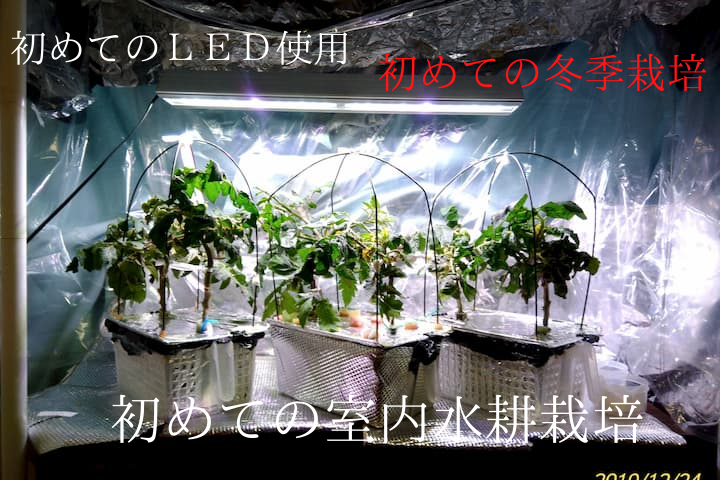 ドワーフトマトプリティーベルのタネを採種してそだててみました 初めて室内で水耕栽培 前編 19年秋 ゆめトマト