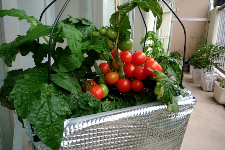 ベランダ水耕栽培で矮性ミニトマト レジナを育ててみました ゆめトマト