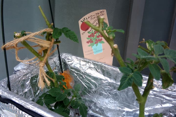 ドワーフトマトプリティーベルのタネを採種してそだててみました 初めて室内で水耕栽培 前編 19年秋 ゆめトマト