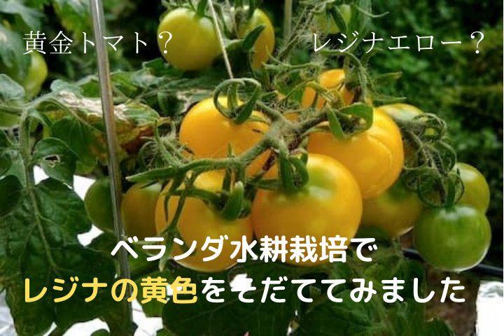 ベランダ水耕栽培で 矮性トマトのレジナ黄色をそだててみました ゆめトマト