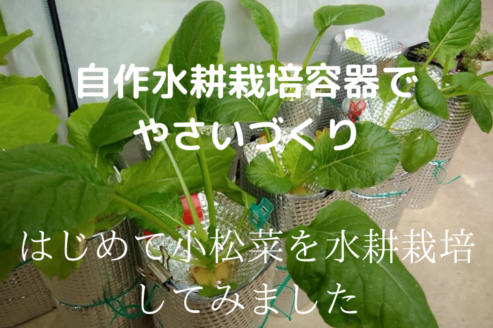 自作水耕栽培容器でやさいづくり はじめて小松菜を水耕栽培してみました ゆめトマト