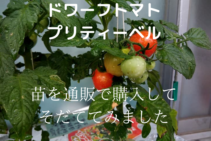 ドワーフトマトプリティーベルの苗 試しに通販で購入して水耕栽培でそだててみました ゆめトマト