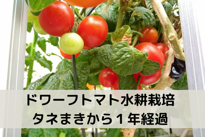 ドワーフトマト F２ を自作水耕栽培容器で栽培中 タネまきから１年が経ちました 長く栽培するコツとは ゆめトマト