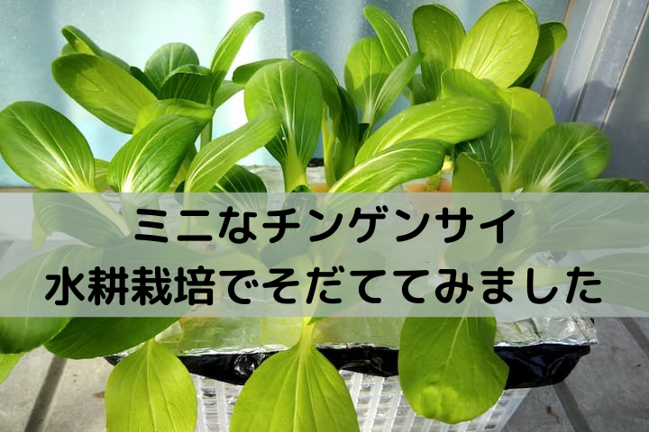 チンゲンサイ ミニ を自作水耕栽培容器でそだててみました 極早生ミニ３０日チンゲンサイ アタリヤ ゆめトマト