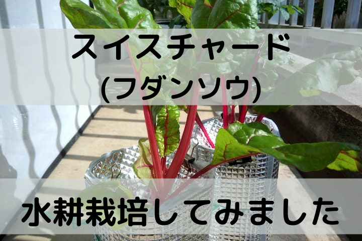 ベランダ菜園 自作水耕栽培容器でやさいづくり スイスチャードをペットボトル水耕栽培容器でそだててみたけれど ゆめトマト