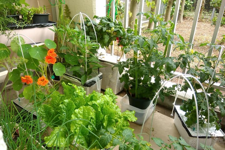 ベランダ菜園 自作水耕栽培容器で やさいづくり ナスタチウム キンレンカ の水耕栽培に挑戦 ゆめトマト