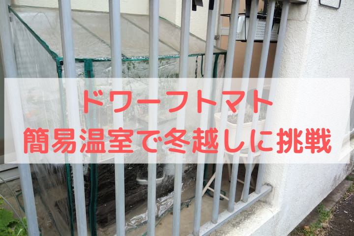 ドワーフトマトの水耕栽培 ベランダに設置した簡易ビニール温室で冬を越せました ゆめトマト