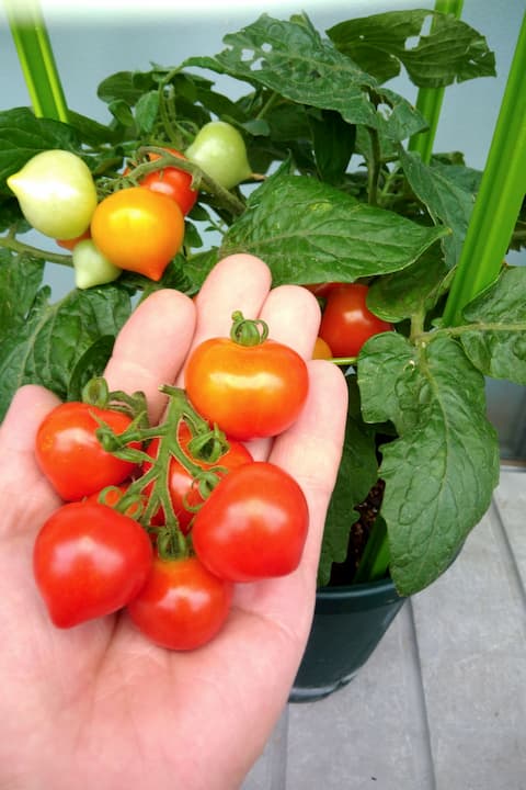 ドワーフトマトの水耕栽培 ベランダに設置した簡易ビニール温室で冬を越せました ゆめトマト
