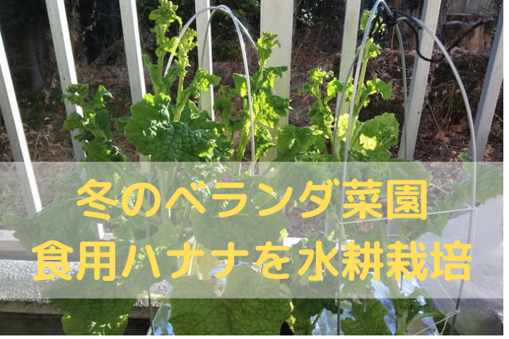 冬のベランダで水耕栽培 菜花 食用はなな をタネからそだててみました ゆめトマト