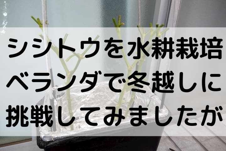 シシトウをベランダで水耕栽培 そのまま放置して冬越しをこころみてみましたが ゆめトマト