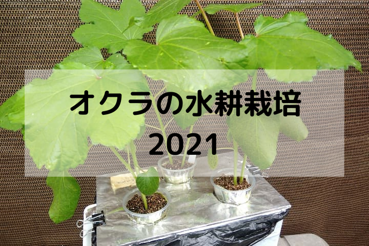 オクラをタネからそだてて水耕栽培に挑戦しています ２０２１年 定植までは順調 梅雨時は蕾落下しまくり 梅雨明け後にやっと開花でした ゆめトマト