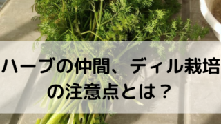 ディル ゆめトマト