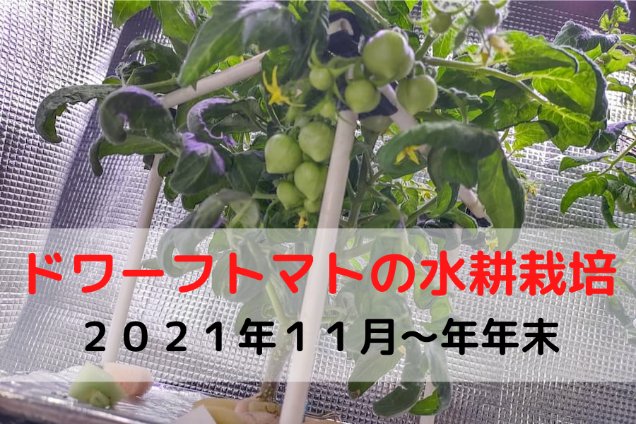 ドワーフトマト 第６代目 を水耕栽培しています ２０２１年秋の続き 年末 ゆめトマト