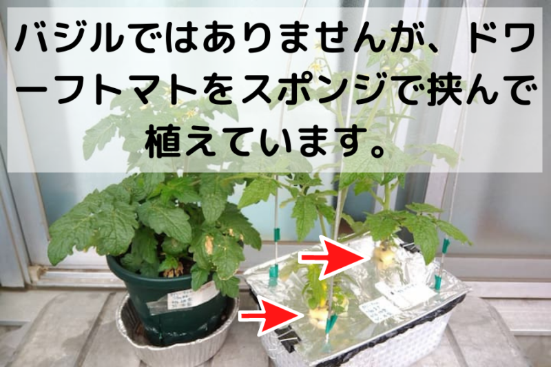 バジルを自作容器で水耕栽培してみました プラカップに移植する方法と防虫ネットで 良い感じです ゆめトマト